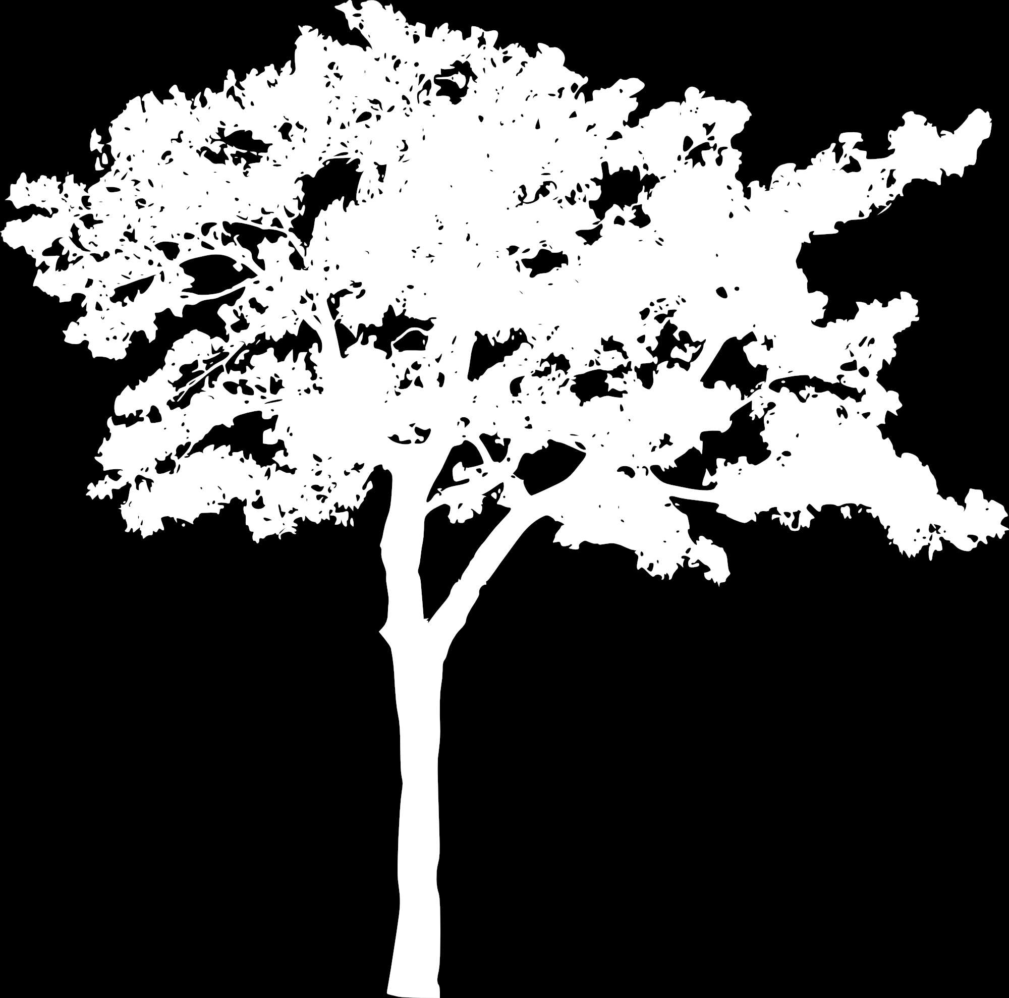 EdgeDetectPRO_tree.jpg