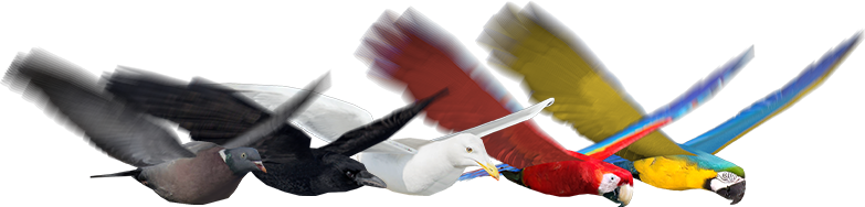 Birds3D BirdsLayout2