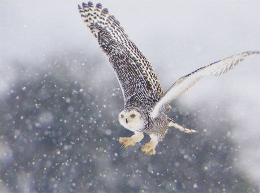 Aberration owl example